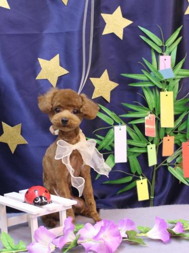 20230716ショコラくん